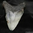 Megalodon Tooth #692-1